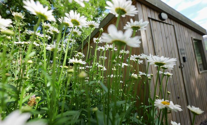 tall daisy plants in front of a wooden cabin